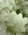 A quiet natural Prehnite and Quartz specimen selected for its pale botanical green color, hollow-like mineral formation,...