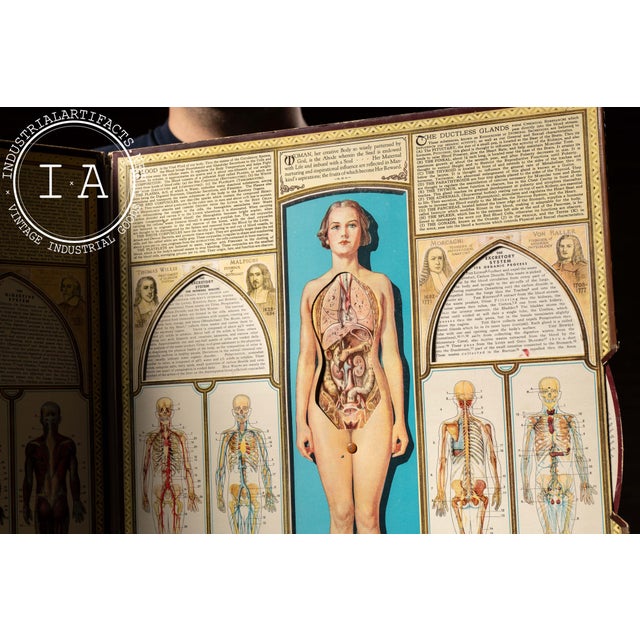 Cream Vintage “Bodyscope” Rotating Anatomical Chart by Ralph H. Segal For Sale - Image 8 of 11