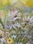 Wood 1970s Vintage Floral Still Life Oil Painting on Canvas – Framed For Sale - Image 7 of 10
