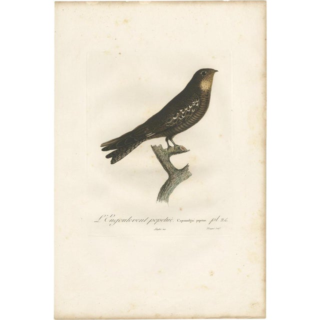 Vieillot, Bird Illustration of a Nightjar, 1807, Print For Sale