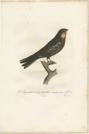 Vieillot, Bird Illustration of a Nightjar, 1807, Print