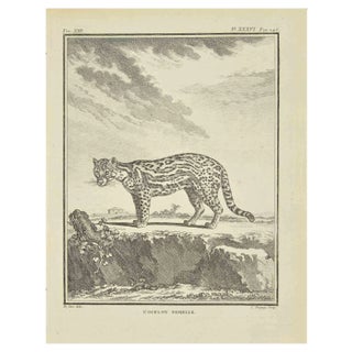 Jean Charles Baquoy, LOcelot Femelle, Etching, 1771 For Sale
