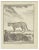 Jean Charles Baquoy, LOcelot Femelle, Etching, 1771 For Sale