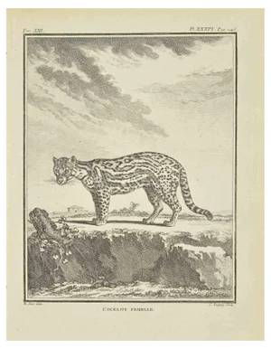 Jean Charles Baquoy, LOcelot Femelle, Etching, 1771