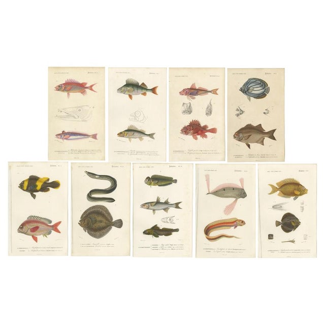 Set of 9 original antique prints of many fish species. These prints originate from 'Dictionnaire universel d'Histoire...