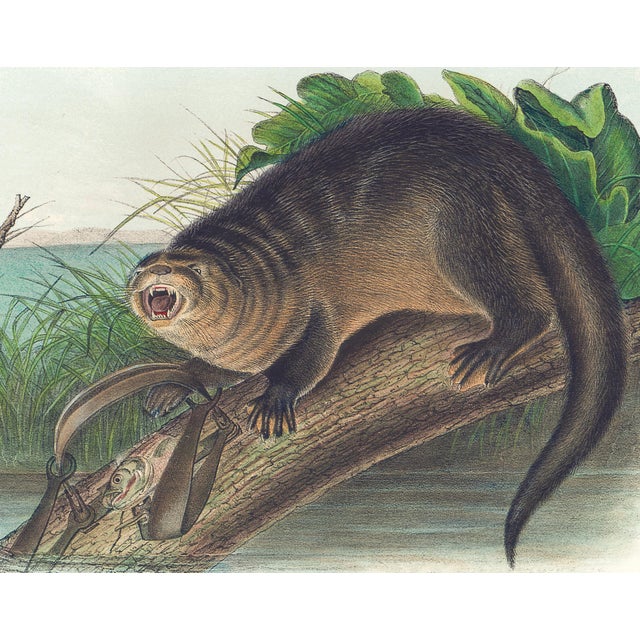 Original first edition Audubon stone lithograph from "The Viviparous Quadrupeds of North America", octavo edition, printed...