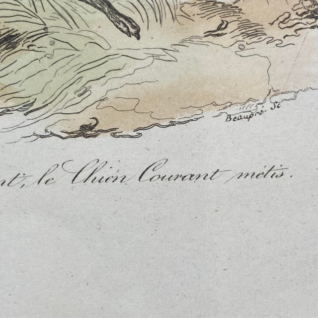 Paper French Antique 18th Century "Le Grand Danois" Dog Engraving Hand Colored Signed Artwork For Sale - Image 7 of 12