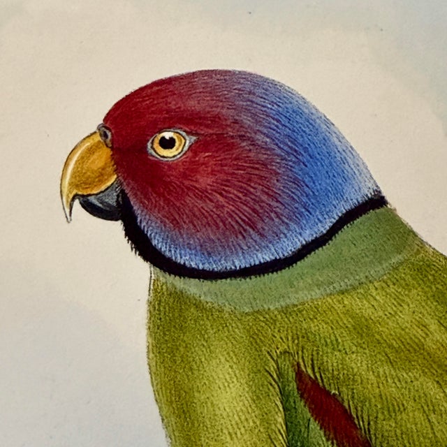 Realism Antique 19th-Century Hand-Colored Blossom-Headed Parakeet | Original John Gould Lithograph For Sale - Image 3 of 8