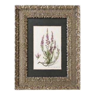 Antique Victorian Ornate Silvered Frame With French Heather Botanical Print For Sale