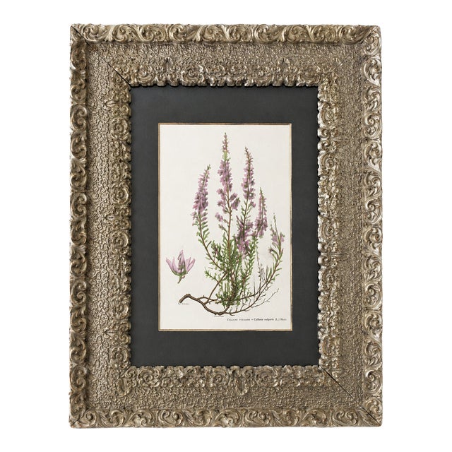 Antique Victorian Ornate Silvered Frame With French Heather Botanical Print For Sale