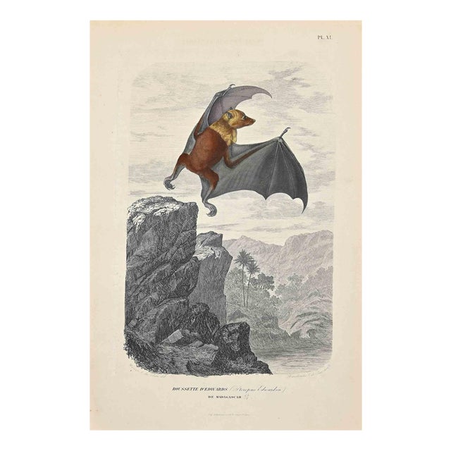 Paul Gervais, Roussette d'Edwards, Original Lithograph, 1854 For Sale