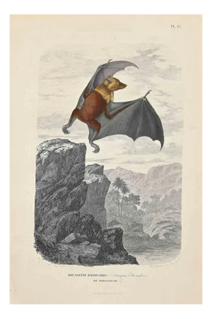 Paul Gervais, Roussette d'Edwards, Original Lithograph, 1854