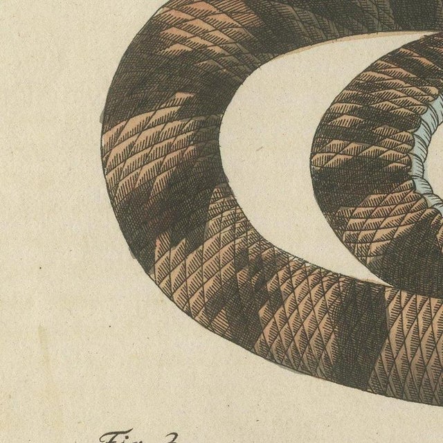 Beige Bertuch, Rattlesnake with Its Rattle, 1805, Print For Sale - Image 8 of 12