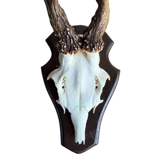 Cabin Roe Deer Trophy 140 Black Foreset Antlers Abnormal For Sale - Image 3 of 5