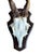 Cabin Roe Deer Trophy 140 Black Foreset Antlers Abnormal For Sale - Image 3 of 5