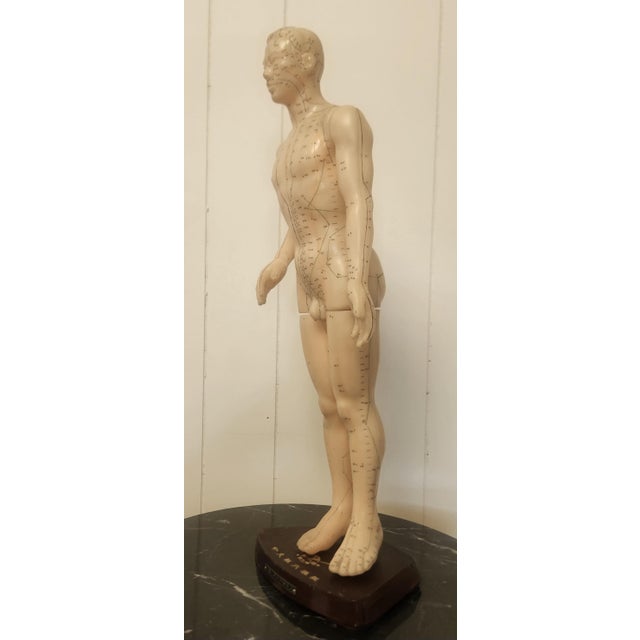 Nude Man Acupuncture Model Chinese 1950s For Sale In Orlando - Image 6 of 13