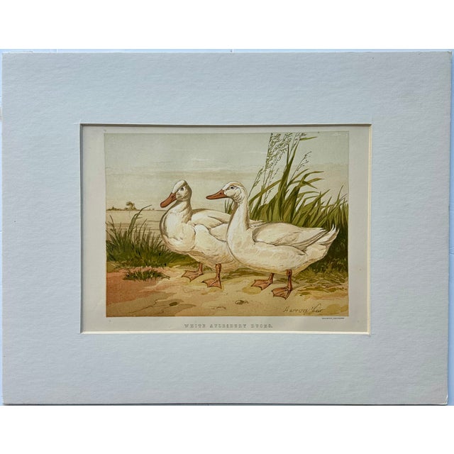 White Aylesbury Ducks by Harrison Weir, 1860 For Sale - Image 4 of 4