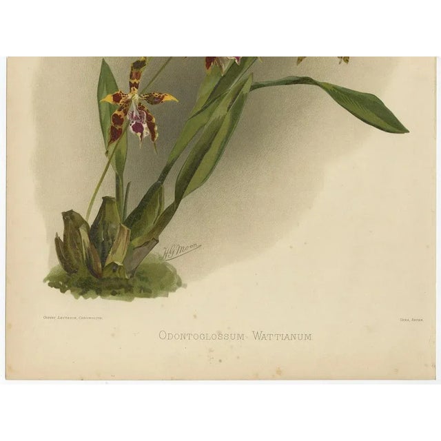 Antique Botanical Print – Exotic Orchid Odontoglossum Wattianum, c.1888 : A richly colored and finely detailed botanical...