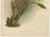 Antique Botanical Print – Exotic Orchid Odontoglossum Wattianum, c.1888 : A richly colored and finely detailed botanical...