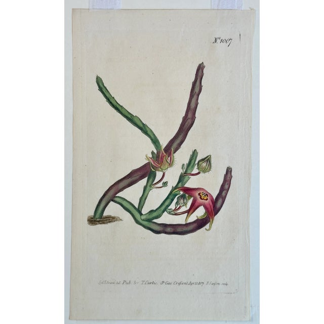 Early 19th Century Starfish Flower Botanical Original Engraving by Curtis, 1807 For Sale - Image 5 of 5