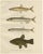 Smelt and Capelin and Tench, 1895, Paper For Sale - Image 10 of 10