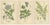 Caucasian Scabious, Ageratum Cœruleum & Canadian Goldenrod, 1897, Paper, Set of 3 For Sale - Image 6 of 6