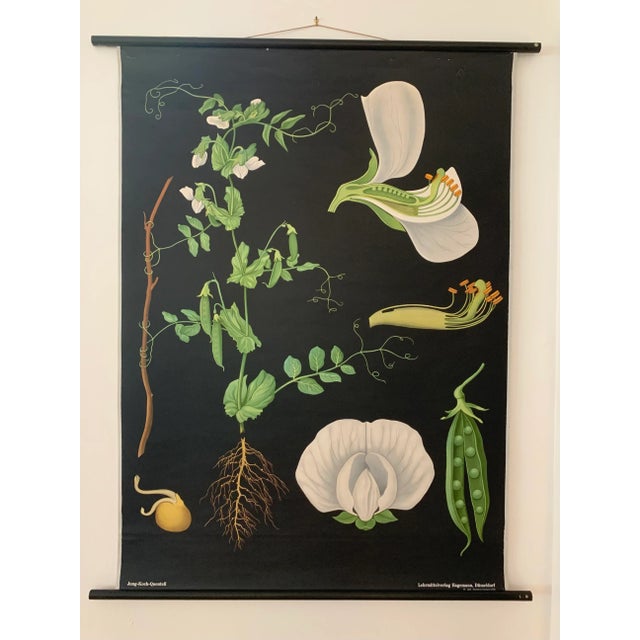 Mid 20th Century Vintage Botanical Study Poster For Sale In Houston - Image 6 of 6