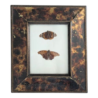 Vintage Taxidermy Butterflies Framed in an Oil Drop Frame For Sale