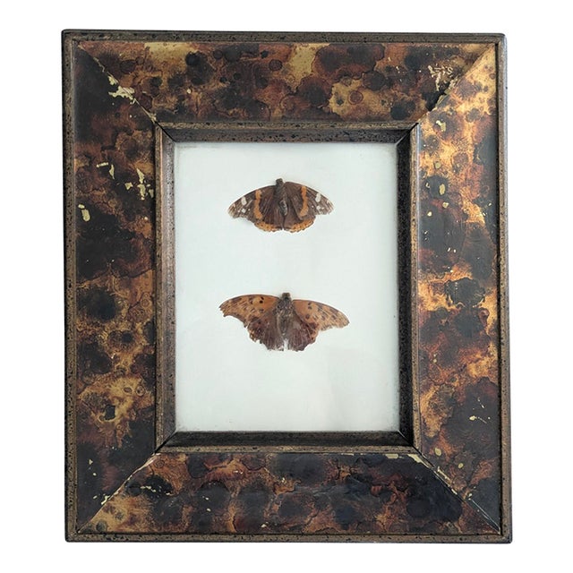 Vintage Taxidermy Butterflies Framed in an Oil Drop Frame For Sale