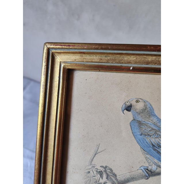 Wood Buffon, Animal Composition, 1853, Pigment Prints, Framed, Set of 2 For Sale - Image 7 of 18