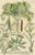 Laburnum and Florae, 1748, Paper For Sale - Image 3 of 6