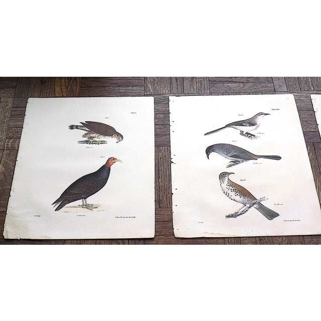 This set of ten (10) late 19th century antique chromolithographs (stone lithographs where each color is laid in with a...