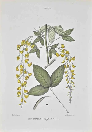 Vincenzo Tenore, The Legumes, Lithograph, 1870s
