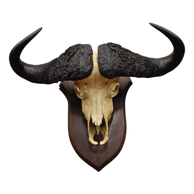 Vintage African Cape Buffalo Skull European Mount on Wooden Plaque Taxidermy For Sale