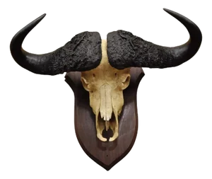 Vintage African Cape Buffalo Skull European Mount on Wooden Plaque Taxidermy