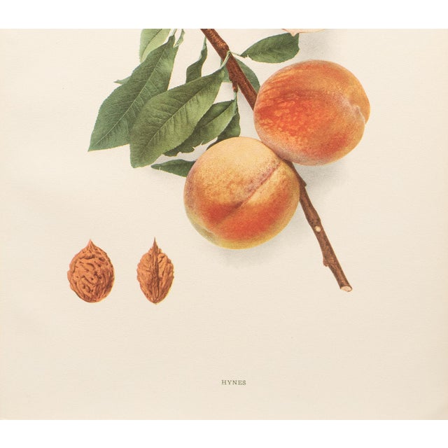 1900s U. P. Hedrick, Original Antique Photogravure of Hynes Peaches For Sale - Image 4 of 7