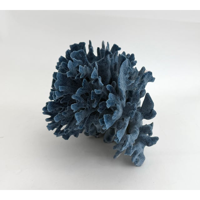 Natural Blue Coral Specimen Coastal Decor For Sale In Los Angeles - Image 6 of 9