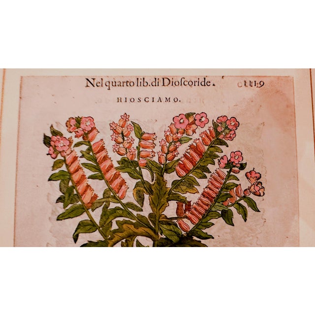 Off-white Original Mattioli Pietro Andrea Antique Italian Woodcut of Hiosciamo For Sale - Image 8 of 8