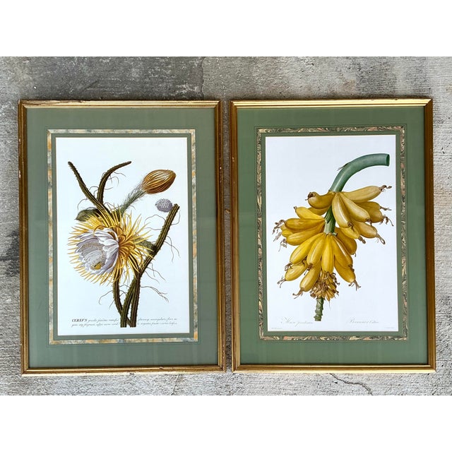 Vintage Ehret Botanical Plates - Set of 2 For Sale - Image 12 of 12