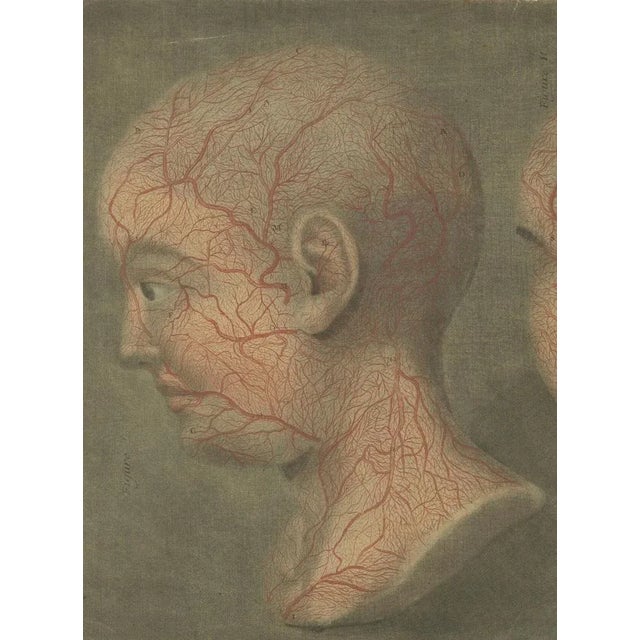 Gautier-D’Agoty, Anatomical Study of Head and Neck Veins, 1748, Paper For Sale - Image 3 of 11
