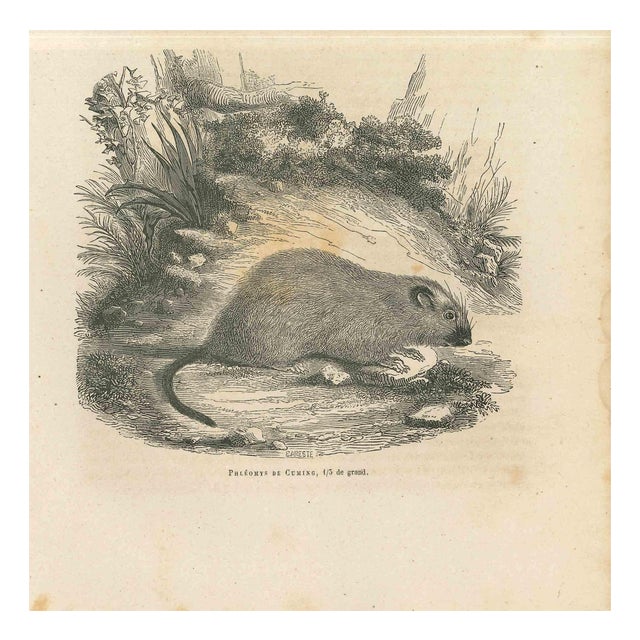 Paul Gervais, The Mouse, 1854, Lithograph For Sale