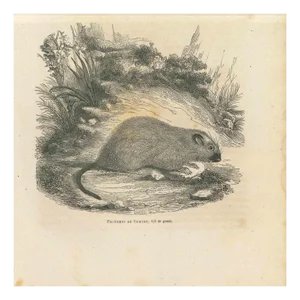 Paul Gervais, The Mouse, 1854, Lithograph