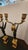Early 19th Century Pair of Early 19th Century Gilt Bronze Empire-Style Candelabras For Sale - Image 5 of 7