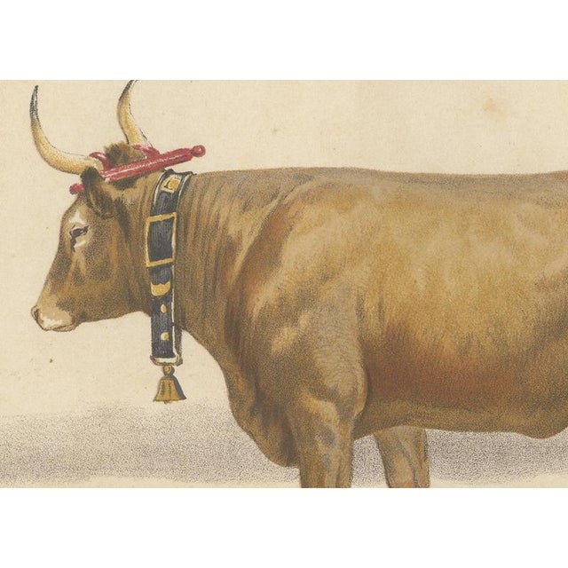 Charles Olivier de Penne, Béarnaise Cow with Bell Collar, French Cattle, 1863, Chromolithograph For Sale - Image 4 of 9
