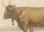 Charles Olivier de Penne, Béarnaise Cow with Bell Collar, French Cattle, 1863, Chromolithograph For Sale - Image 4 of 9