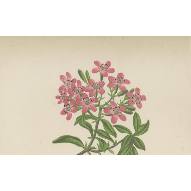 Late 19th Century Alpine Botanical of Rock Soapwort and Nodding Bellflower, 1874, Paper For Sale - Image 5 of 5