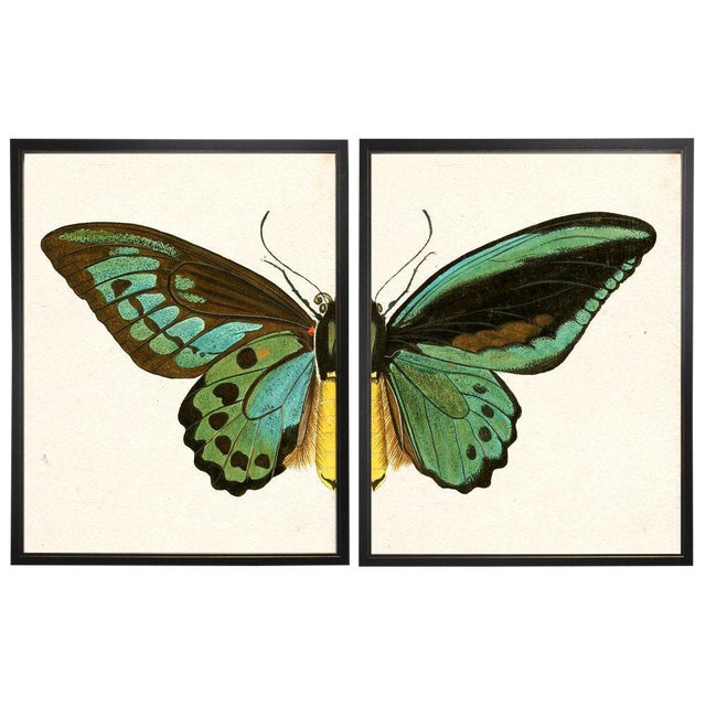 Split Turquoise Butterfly Prints in Copper & Black Shadowboxes 46"x29" - a Pair For Sale