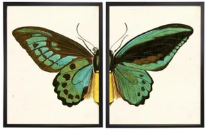 Split Turquoise Butterfly Prints in Copper & Black Shadowboxes 46"x29" - a Pair