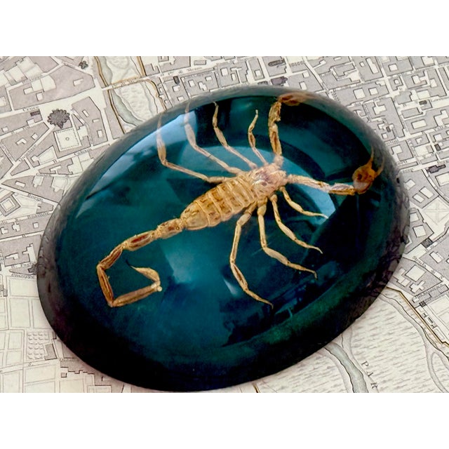Animal Skin Mid 20th CenturyTaxidermy Scorpion Specimen Lucite Paperweight For Sale - Image 7 of 7
