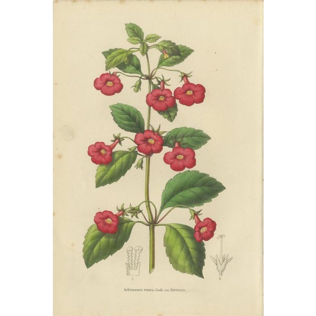 Charles Morren, Red Achimenes Flower Botanical, 1845, Lithograph For Sale - Image 9 of 9